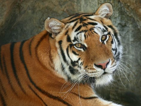 a20regal20bengal.jpg