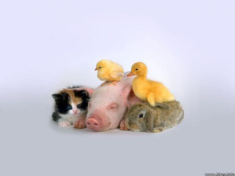 baby-chicken-duck-on-pig.jpg