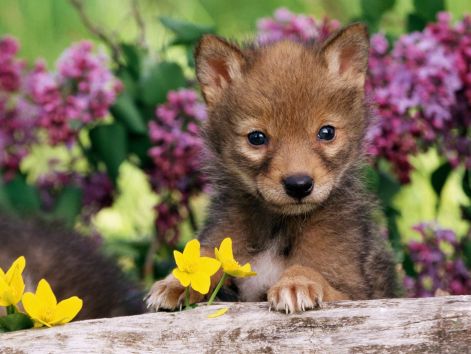 coyote-pup-pictures.jpg