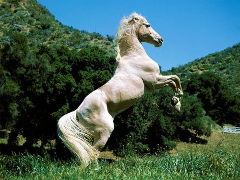horse_white.jpg